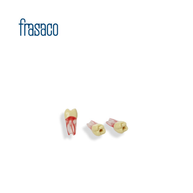 מודל לימוד-שיניים אנדו (1) Frasaco