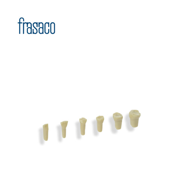 מודל לימוד-שיניים (1) Frasaco