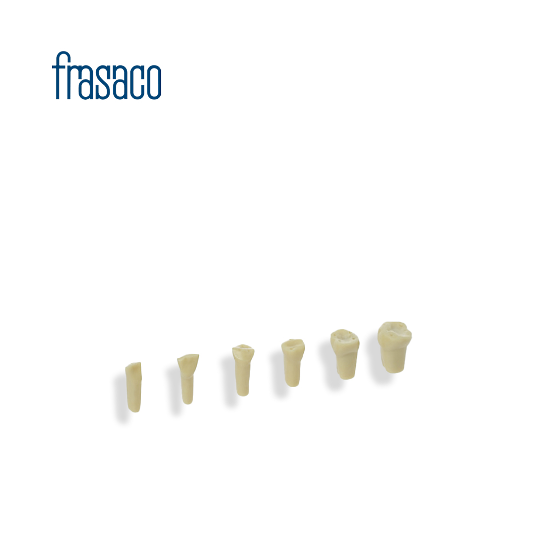 מודל לימוד-שיניים (1) Frasaco