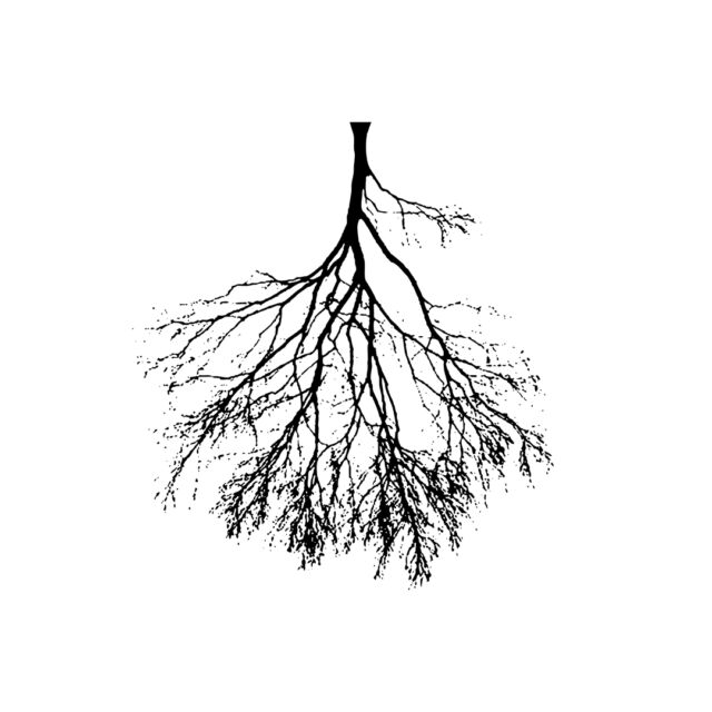 אנדודונטיה